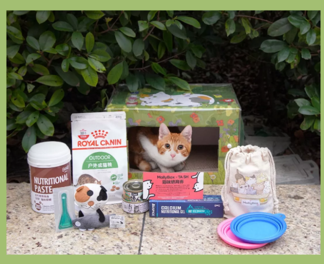 给流浪猫一个家！魔力猫盒推出公益猫盒“别怕我罩你”