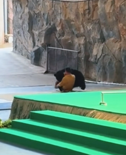 黑熊表演突然攻击饲养员 杭州野生动物世界回应：立即取消行为展示(图1)