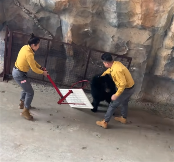 黑熊表演突然攻击饲养员 杭州野生动物世界回应：立即取消行为展示(图3)