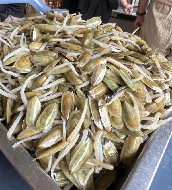 曾统治海底2亿年的腕足动物 为什么如今“拉到家”(图2)