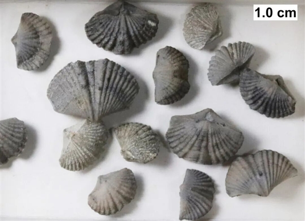 曾统治海底2亿年的腕足动物 为什么如今“拉到家”(图1)