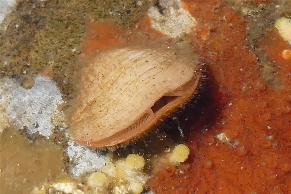 曾统治海底2亿年的腕足动物 为什么如今“拉到家”(图6)