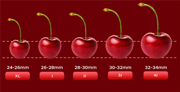 京东智利拉宾斯车厘子双12狂促：4J低至36.8元／斤(图6)